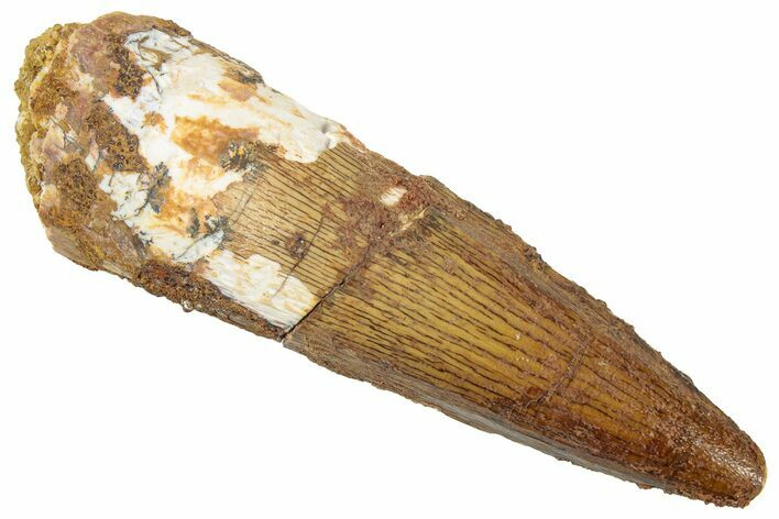 Fossil Spinosaurus Tooth - Real Dinosaur Tooth #322296